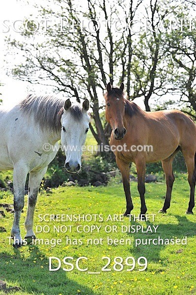 DSC_2899 - ARCHIVE REQUEST - Quincy and Guinness