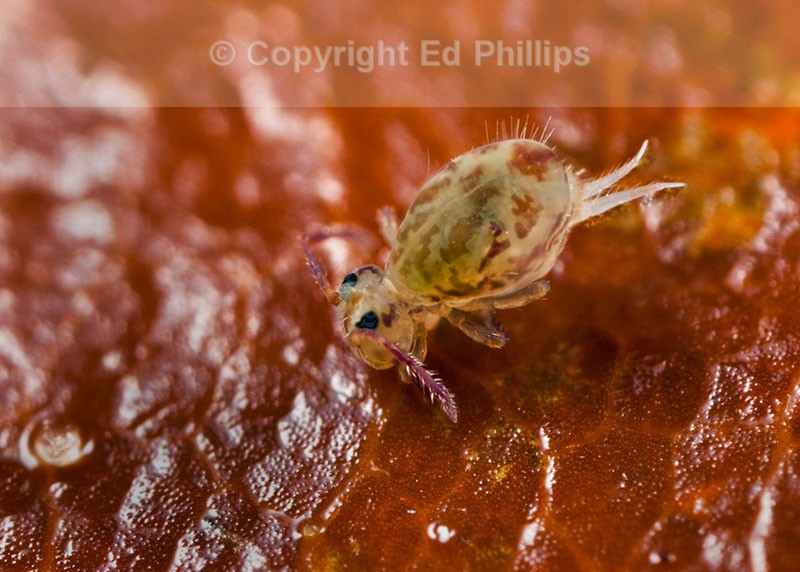 Dicyrtomina ornata