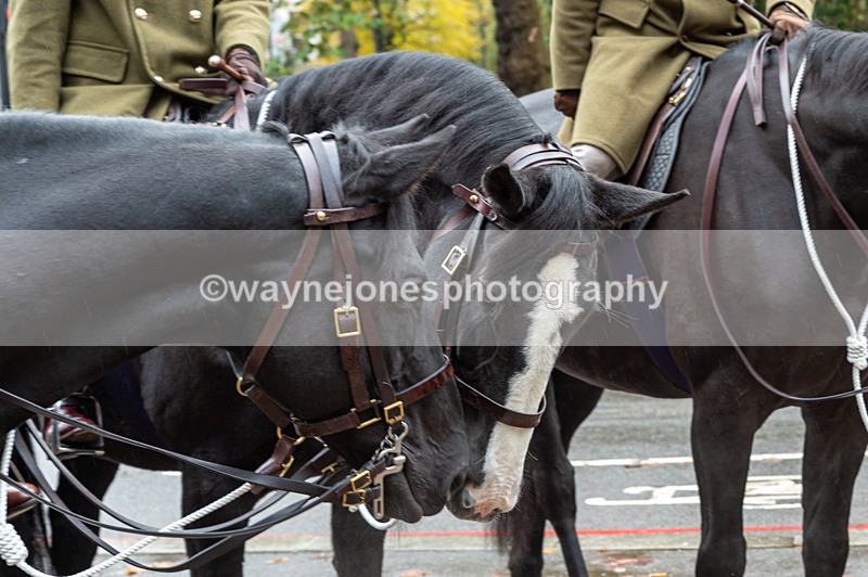NGP_7076 - Animals In War Memorial - 10-11-23