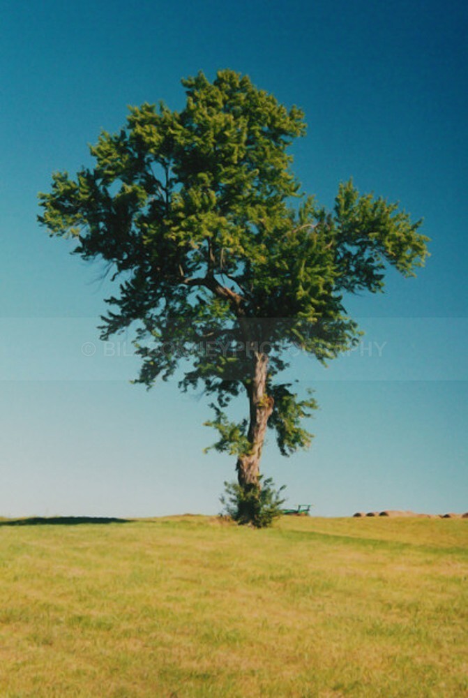 TheTree2007Layer40004 - The Tree Project