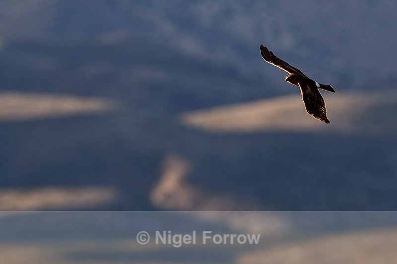 Northern Harrier hunting, late afternoon, Bosque del Apache - Northern Harrier