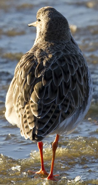 RUFF WINTER 2010 - THE RUFF (Wading Bird)