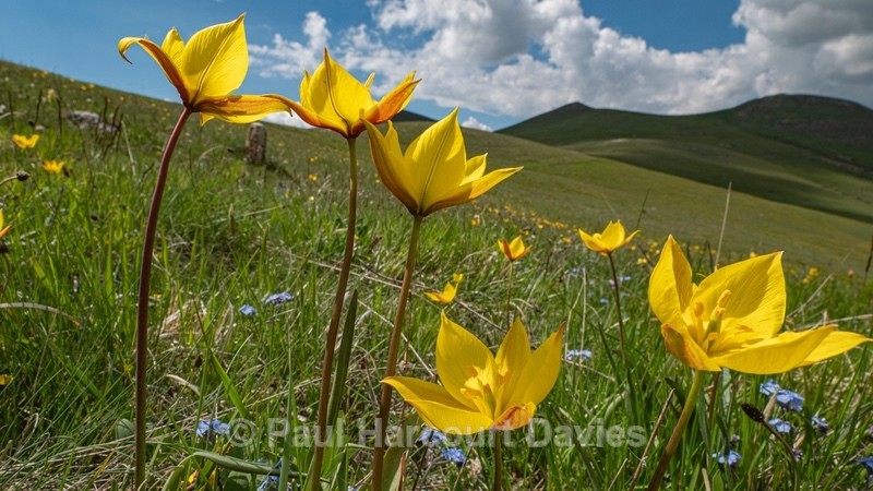 Wild Tulips (Tulipa australis also T. sylvestris ssp australis) growing above the Piano Grande - Flowers in the Landscape - 1