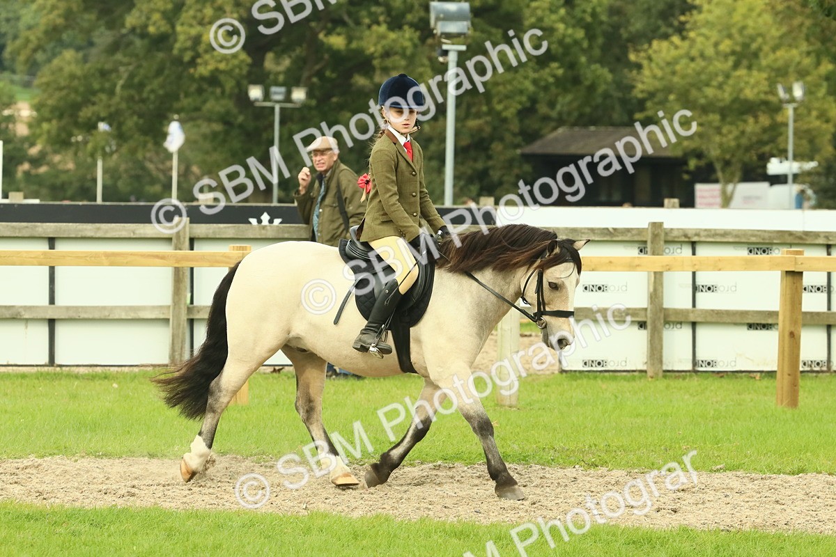 SBM_69946 - S59 - Mountain & Moorland Ridden Small Breeds