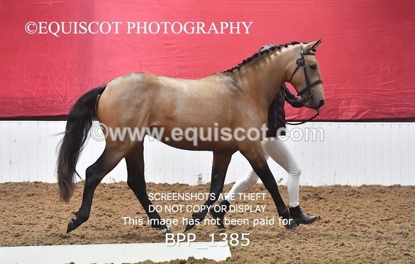 BPP_1385 - MORNING 9AM - 12PM