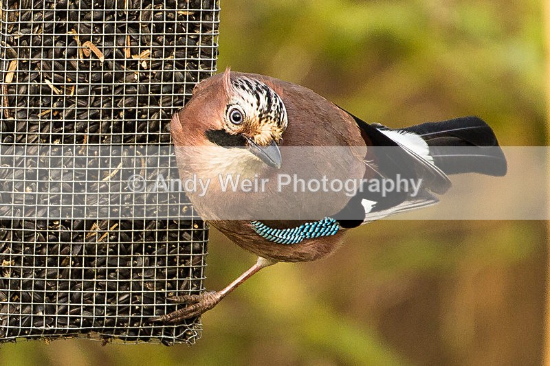 20130113-_MG_2061 - Corvids