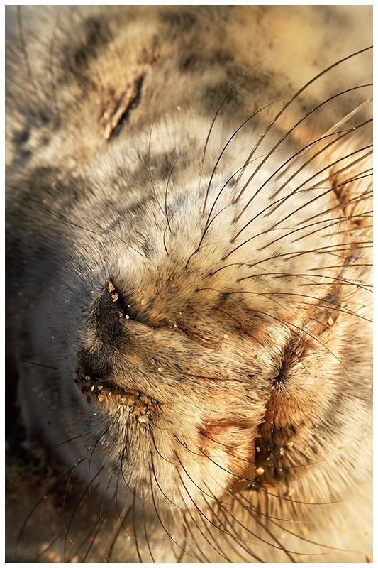 Sleeping Seal - The British Wildlife Photography Awards 2009 to 2014
