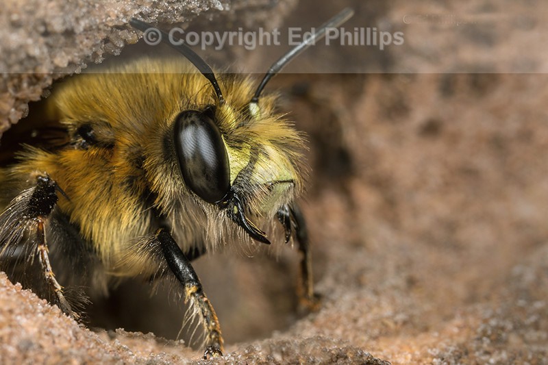 Anthophora  plumipes (m)