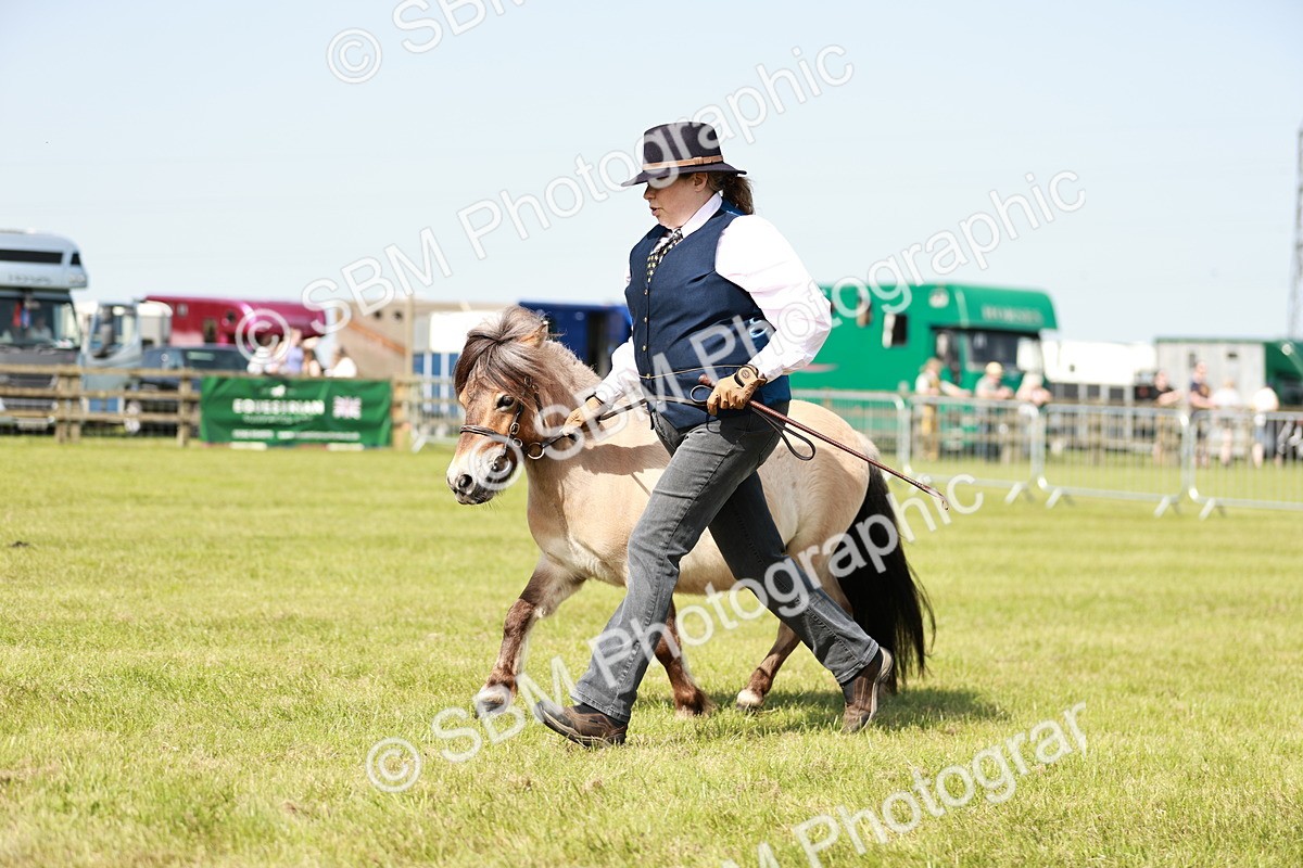 SBM_01783 - Class 14-23 - Mountain & Moorland In Hand Non Welsh