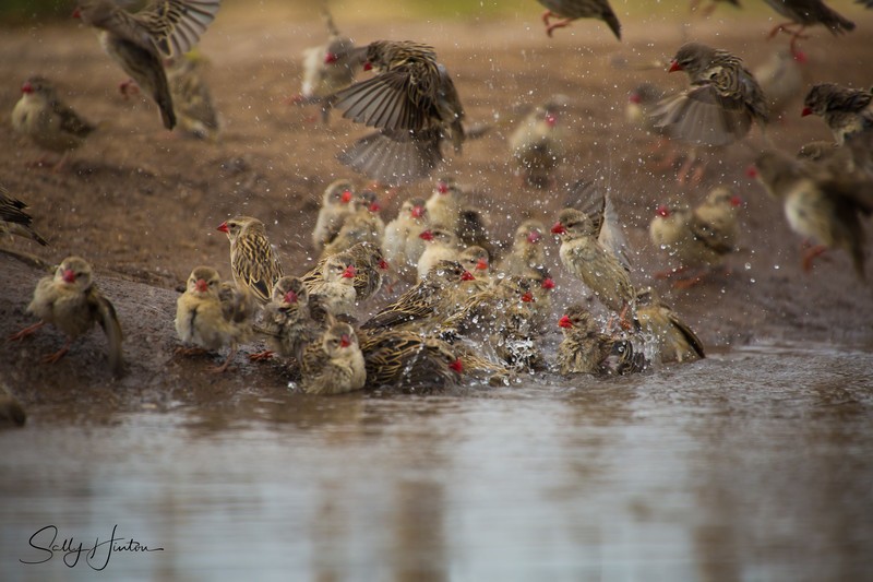 Red-billed Quelea Bathing