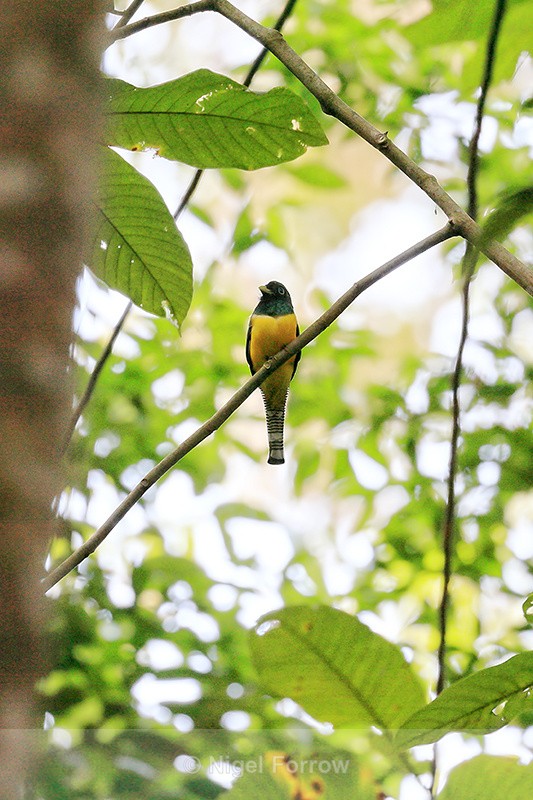Northern Black-throated Trogon (male) front view, Costa Rica - Northern Black-throated Trogon