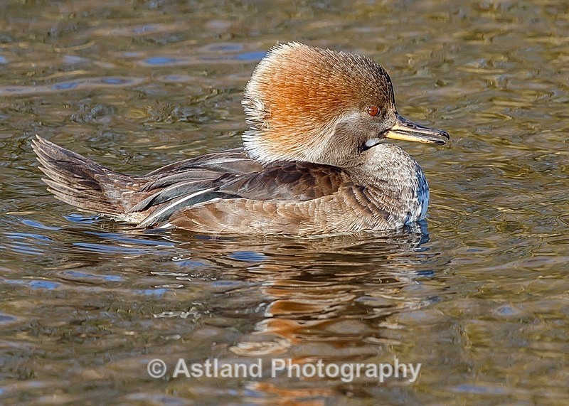 Astland Photography, Bird and Wildlife Images, Susan and Peter Wilson, U.K.