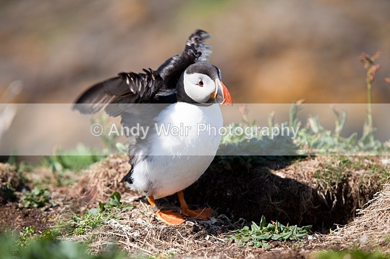 20120531-_MG_9995 - Puffin