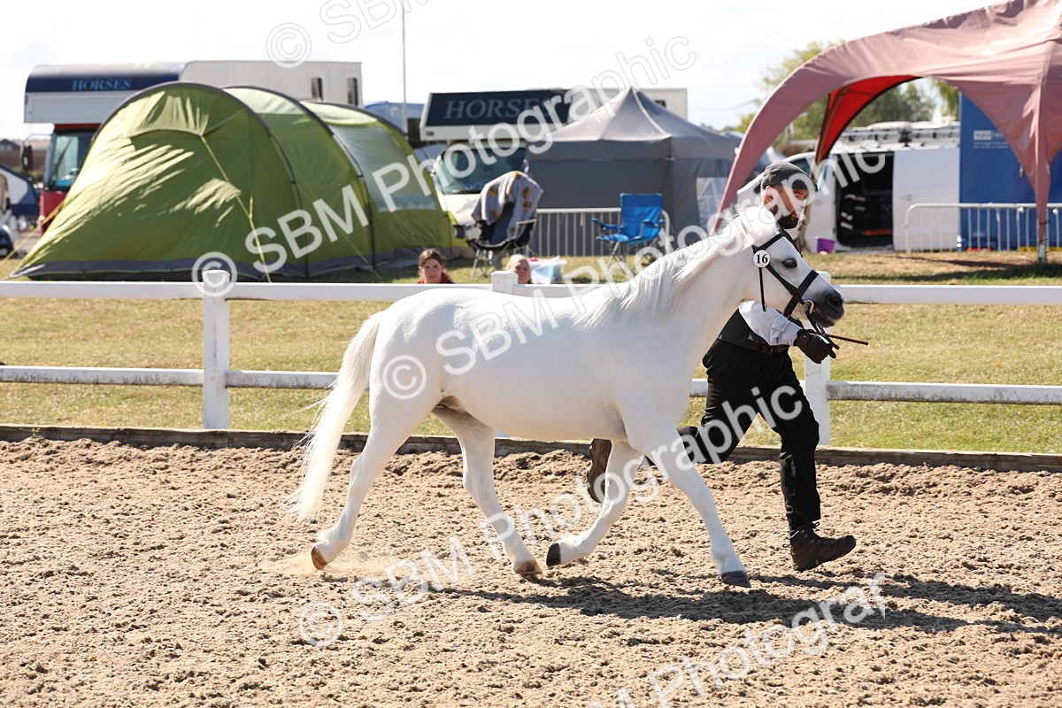SBM_13897 - Class 205 - IH Show Pony - Show Hunter Pony