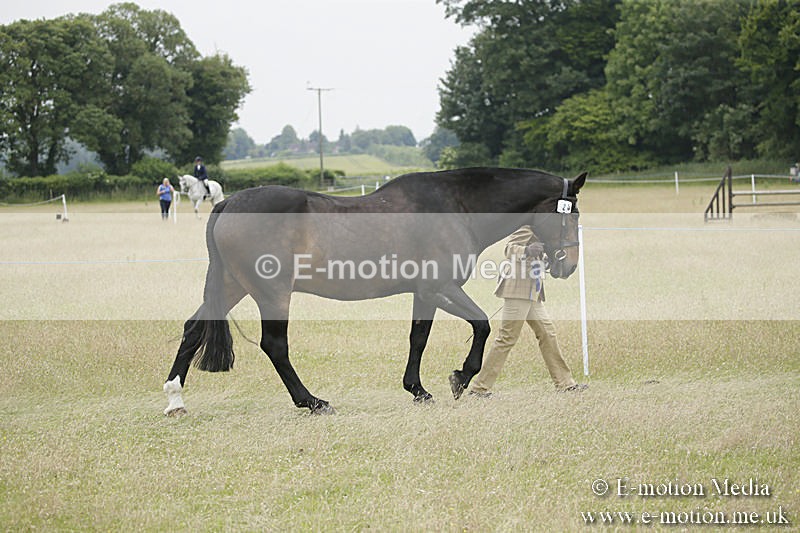 B230619-0824 - Bourne Valley Riding Club Summer Show 23/06/19