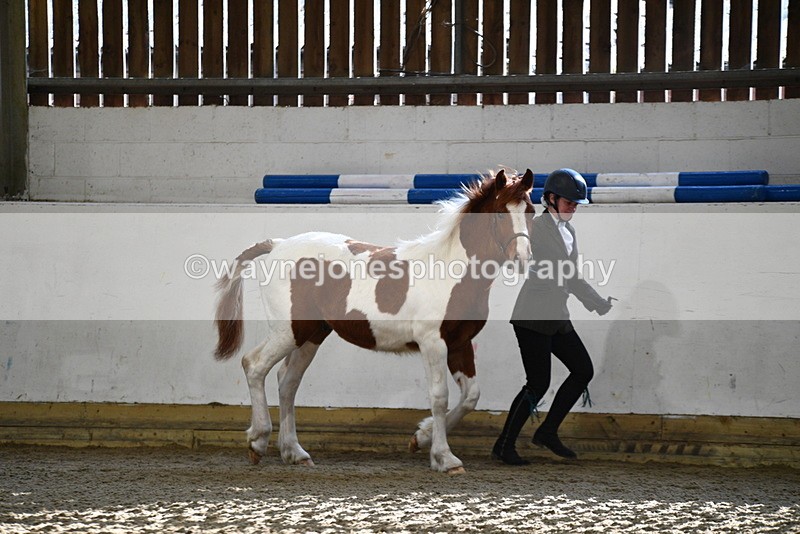 WJ5_3415 - Class 1 Youngstock