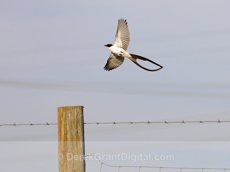Fork-tailed Flycatcher Tantramar - Tantramar