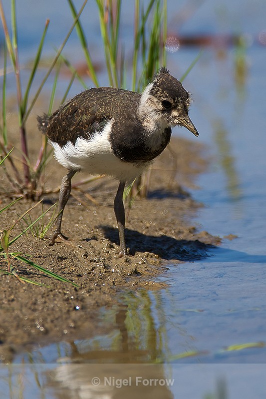 Lapwing chick on the Closes at Otmoor - Lapwing