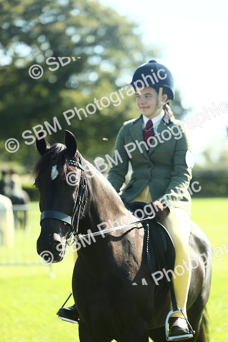 SBM_39058 - S29 - Novice & Newcomers Working Hunter Pony