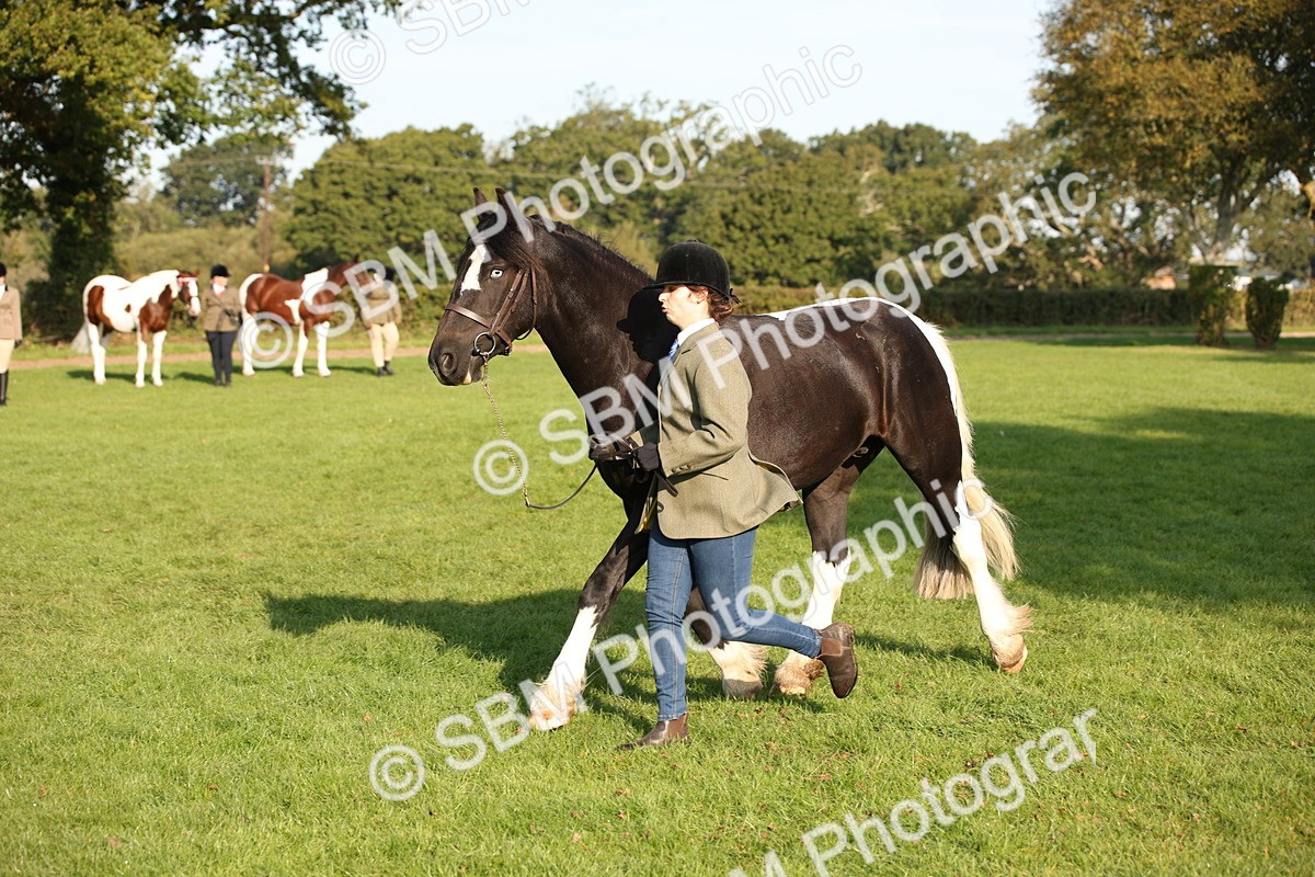 SBM_58764 - S51 - Piebald & Skewbald Horse In Hand