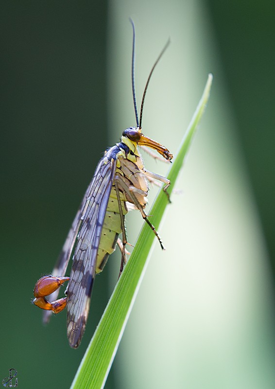 Macro photography by Diana Uzun