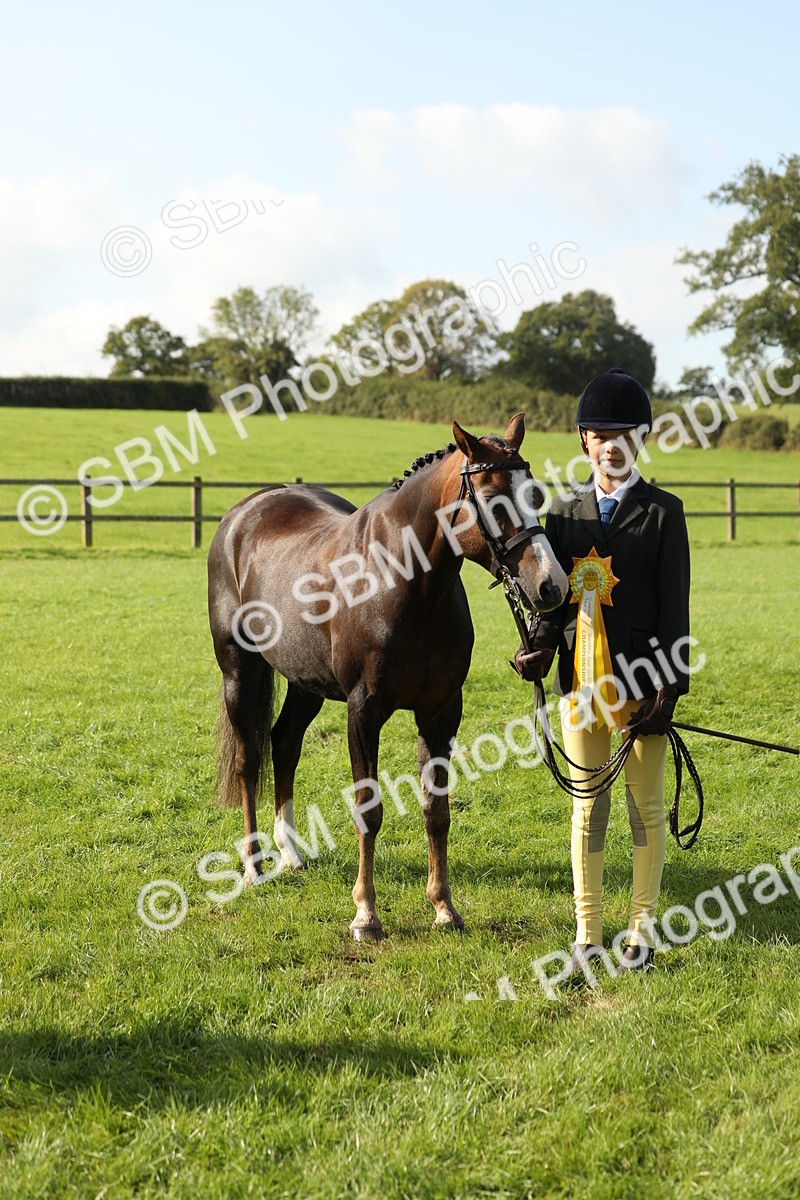SBM_61063 - S44 - Part Bred Pony In hand