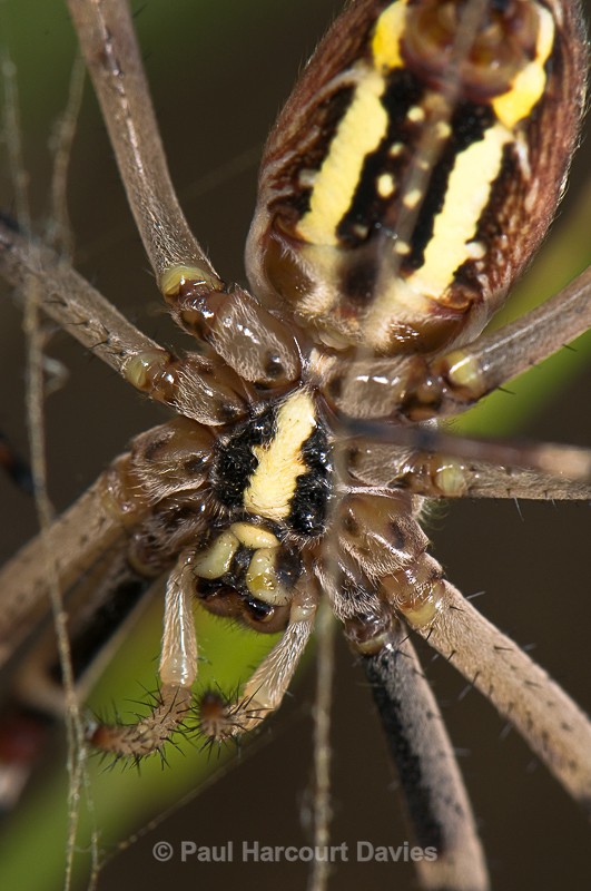  - Bugs: Spiders