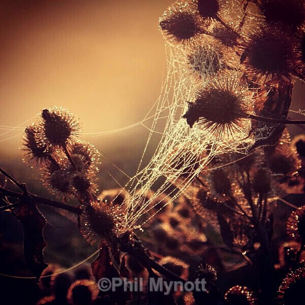 PhotoMynottART045 - Photo Mynott ART Images