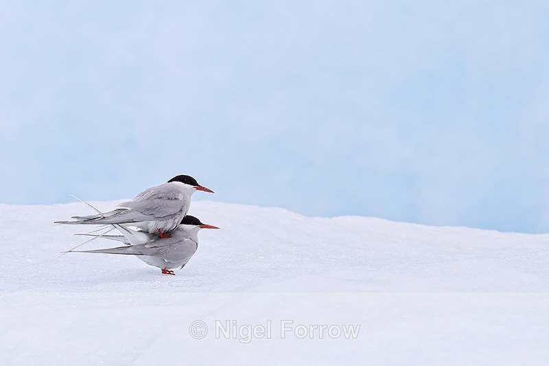 Arctic Tern pair on iceberg, Jokulsarlon, Iceland - Arctic Tern