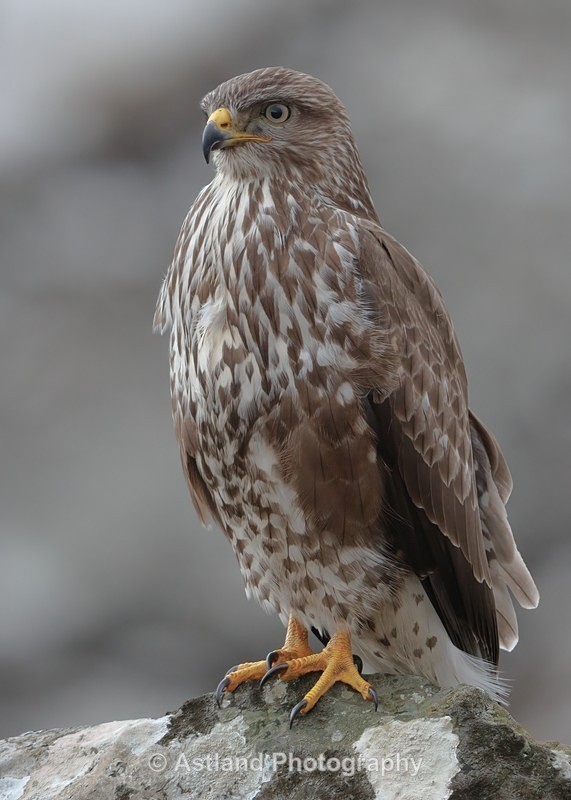 Buzzard - Latest Images