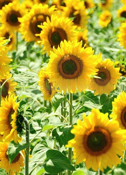 Sunflower - Picos de Europa, Spain
