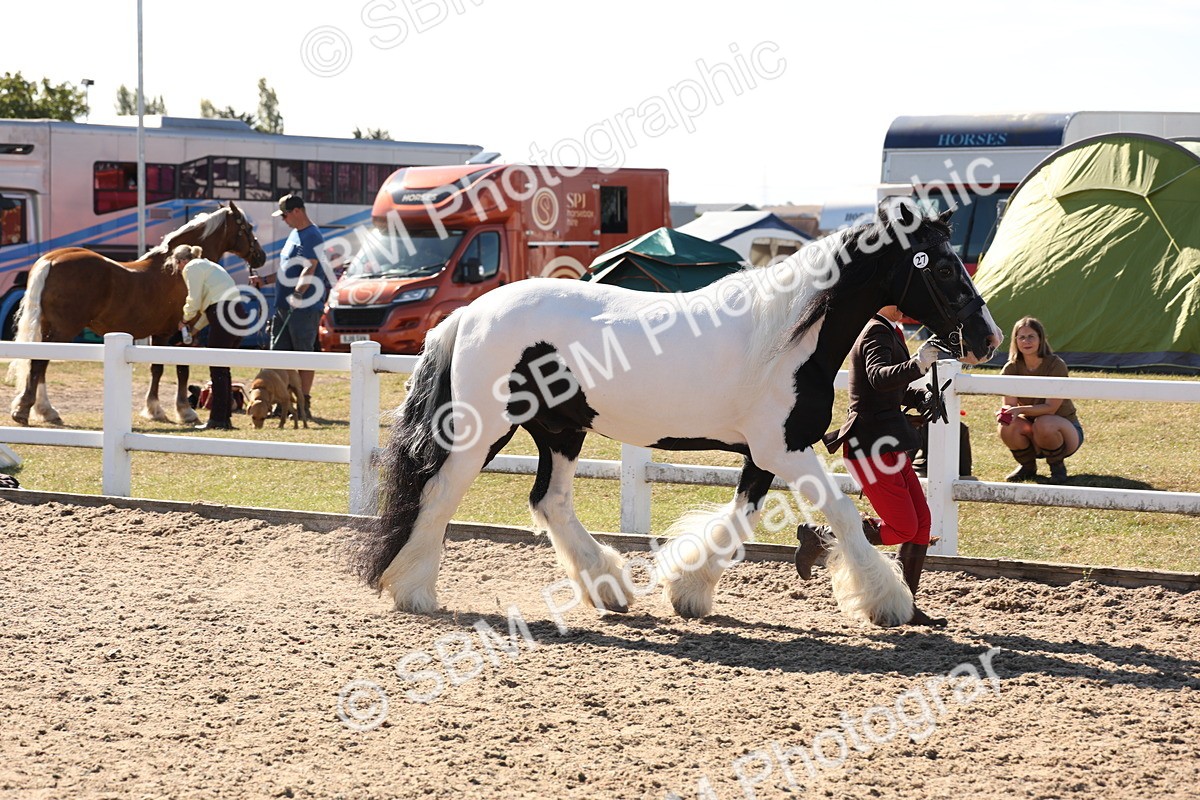 SBM_12909 - Class 206 - IH Non Show Type Pony