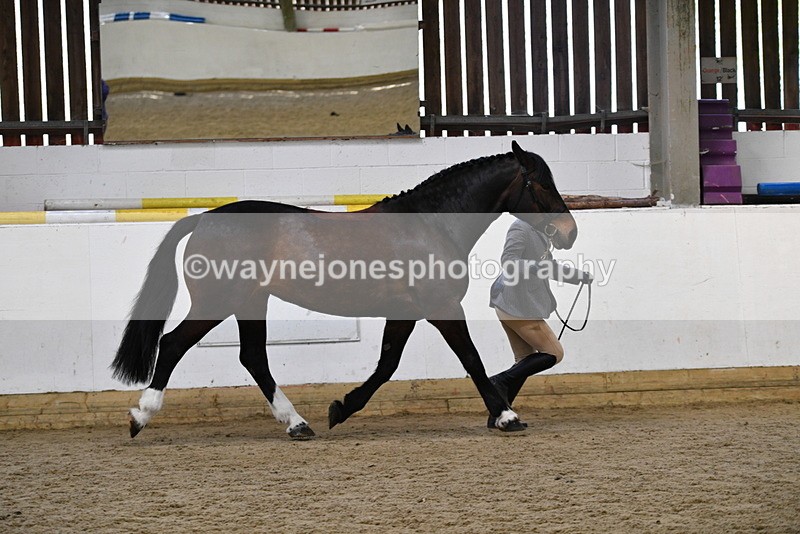 WJ5_5659 - Morning in hand Championship