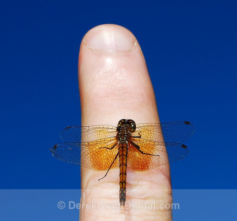 Sympetrum semicinctum (f) - Dragonflies of Atlantic Canada