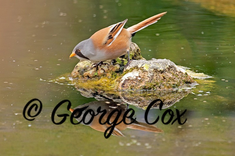 Bearded Tit