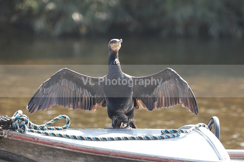 Cormorant 17 - Animals, Birds etc