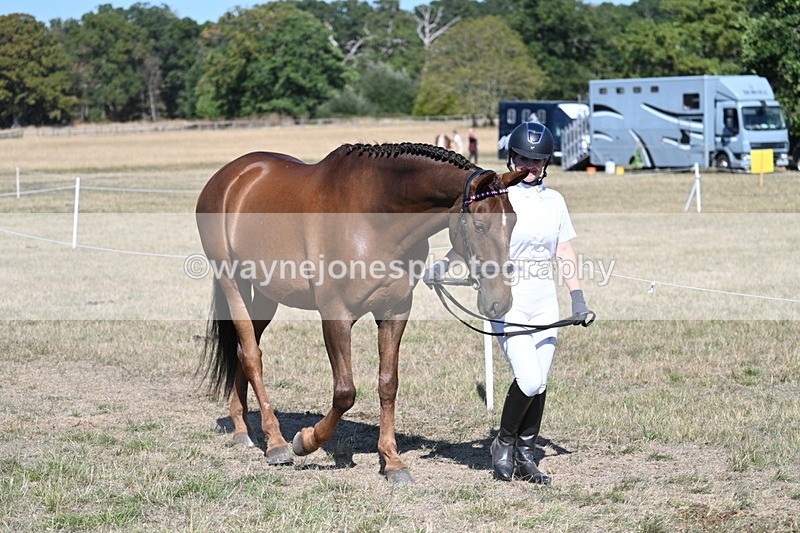 WJ7_1446 - Class 42 Most Handsome Gelding