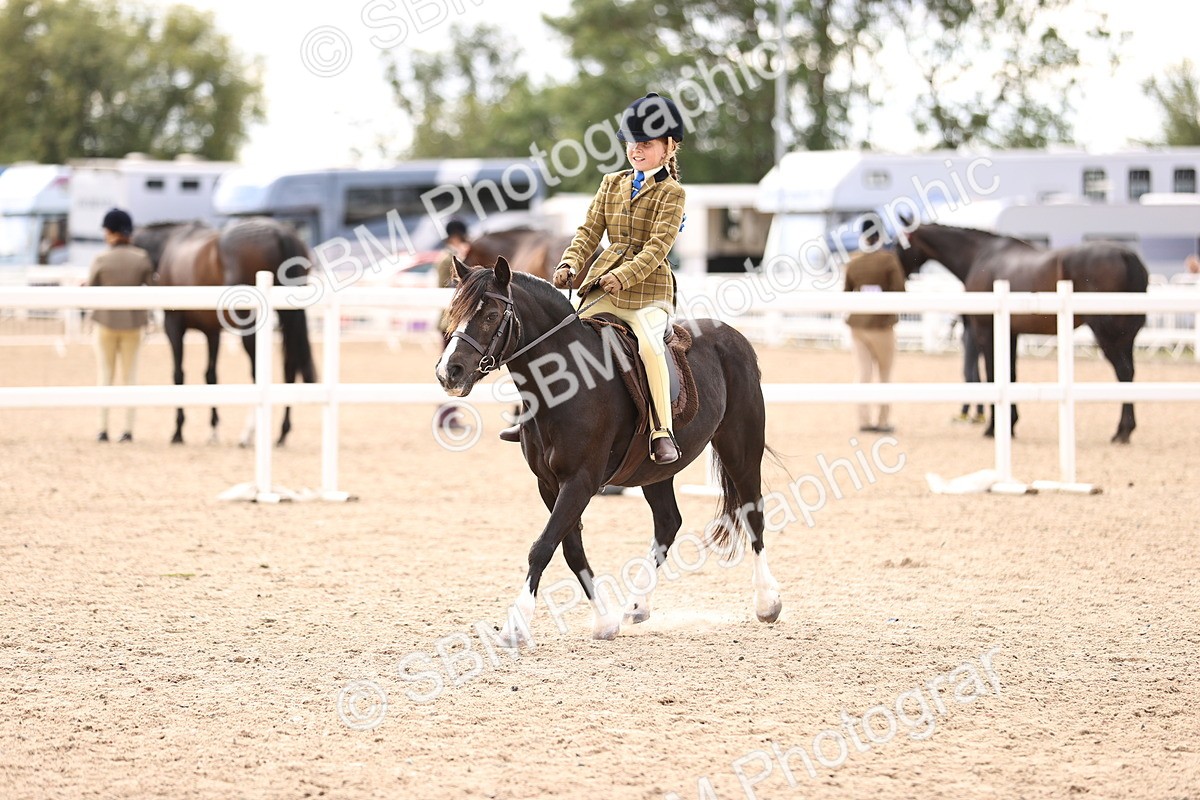 SBM_15966 - Class 416 - Prettiest Mare (IH or Ridden) Jnr