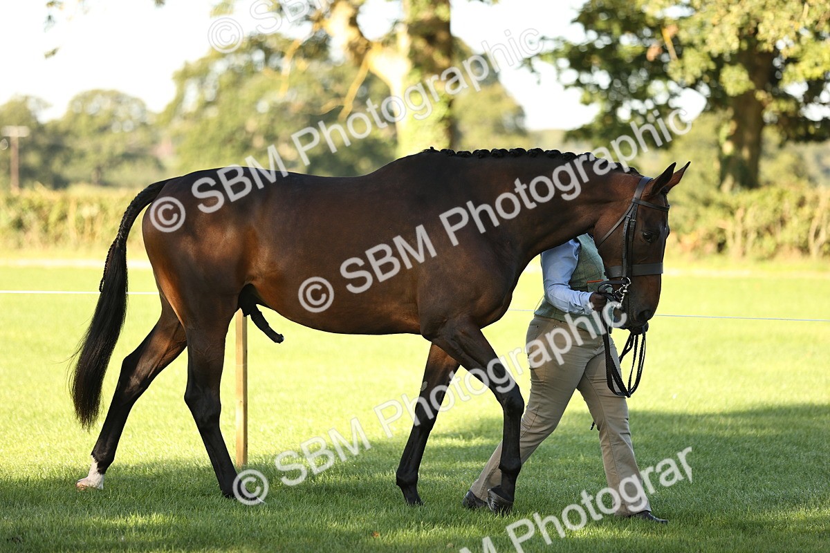 SBM_15691 - S1 - TSR in Hand Horse & Pony Showing