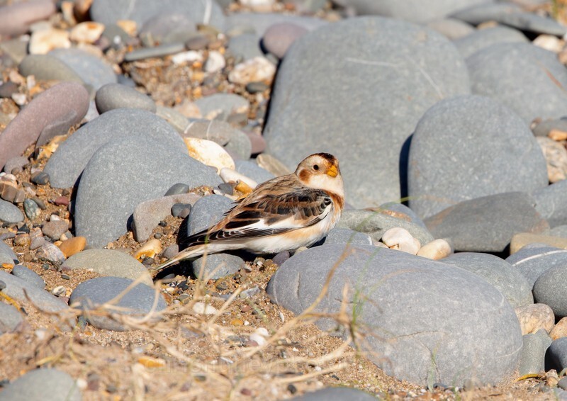  - Birds of Britain and Europe