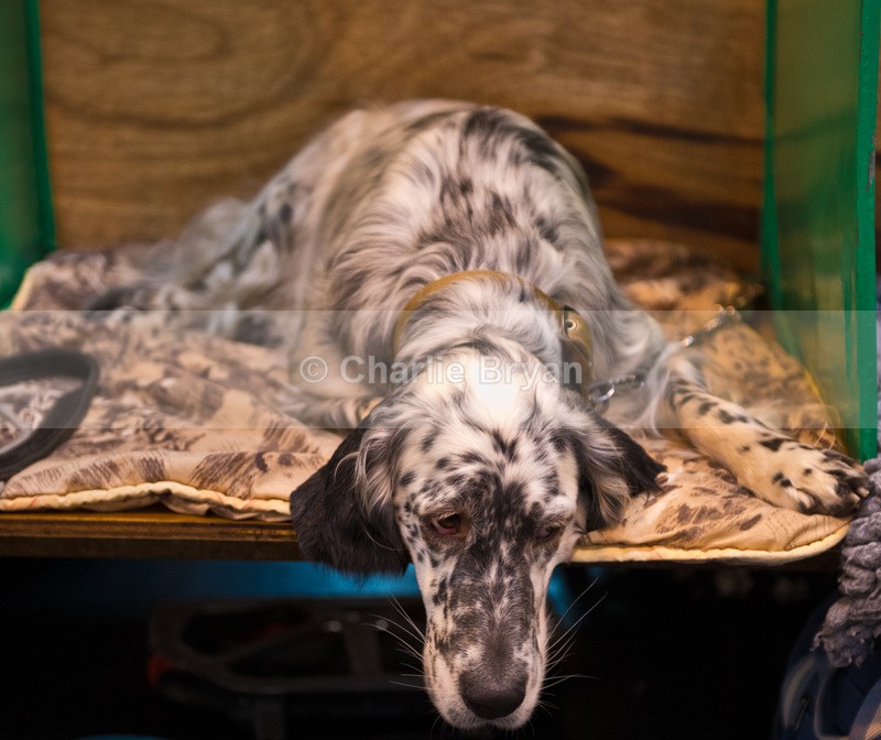  - Crufts 2015