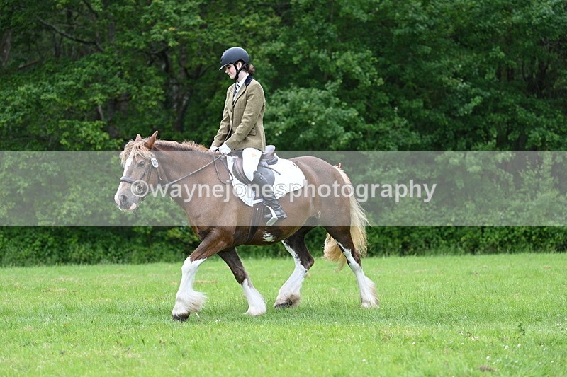 WJ7_4506 - Class 14B Prettiest Mare