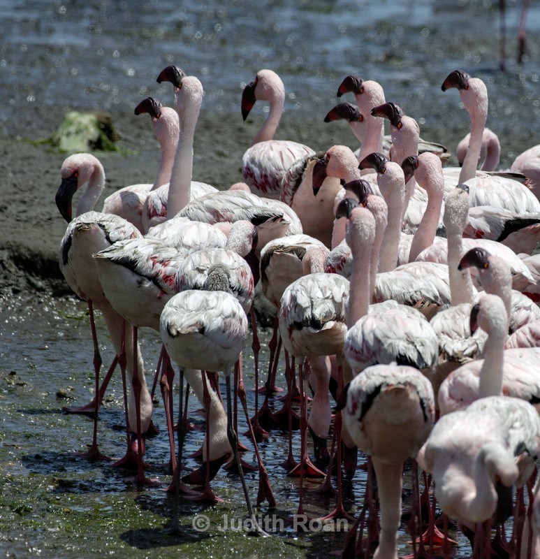 Lesser Flamingo - Namibia 2022