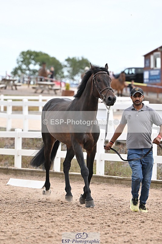 250716-145603-01527 - Trot Up 2.30 to 3.30