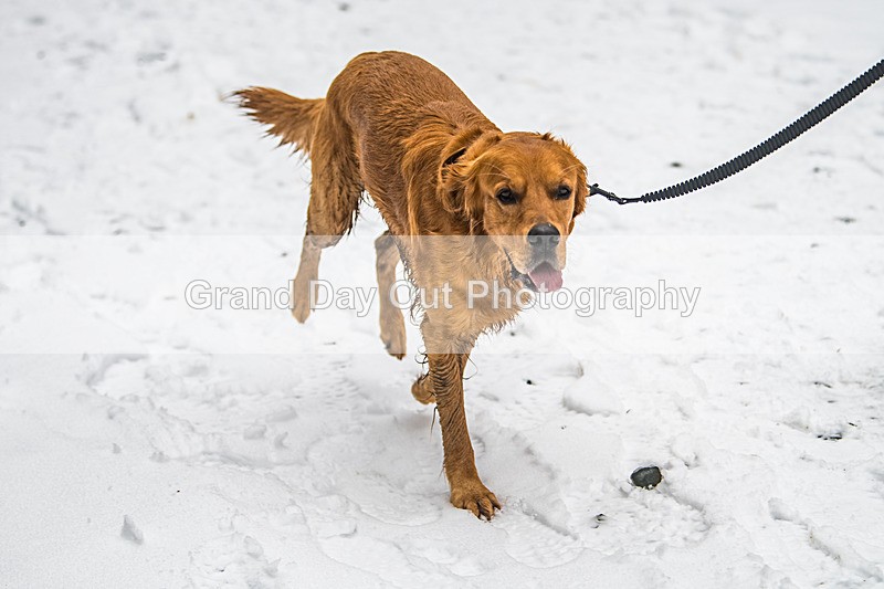 Glentress-520 - High Terrain Events Glentress 42, 21 & 10K Trail Races Sunday 15th February 2026