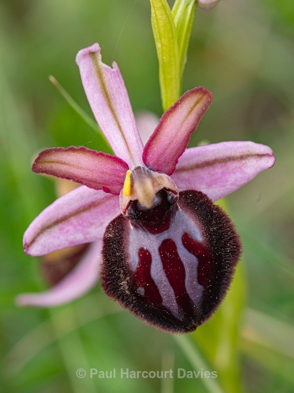 Siponto Ophrys (Ophrys sipontensis) ( syn. O. sphegodes ssp. sipontensis  - Gargano - Wild Orchids