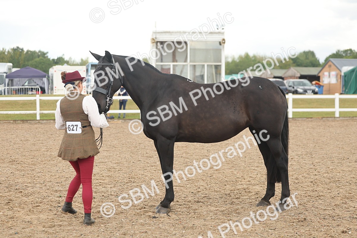 SBM_07874 - Class 28 - IH Veteran Horse