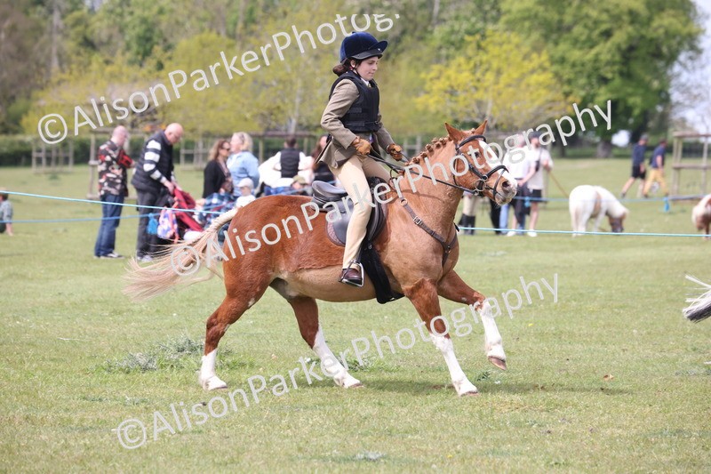 20260426-2964 - Class 33 - Best Pony 14.2hh and Under