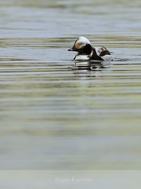 Long-tailed Duck, Lake Myvatn, Iceland - Long-tailed Duck