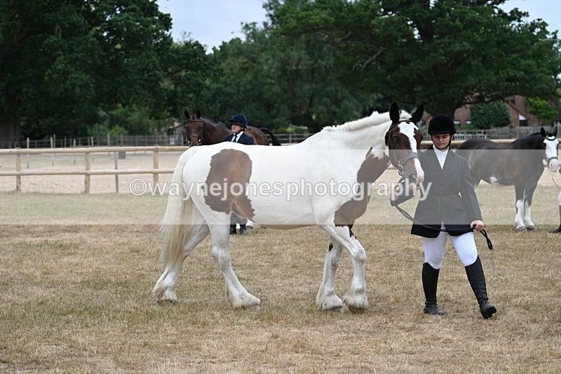 WJ7_0055 - Class 5a Most Handsome Gelding (above 14.2hh)